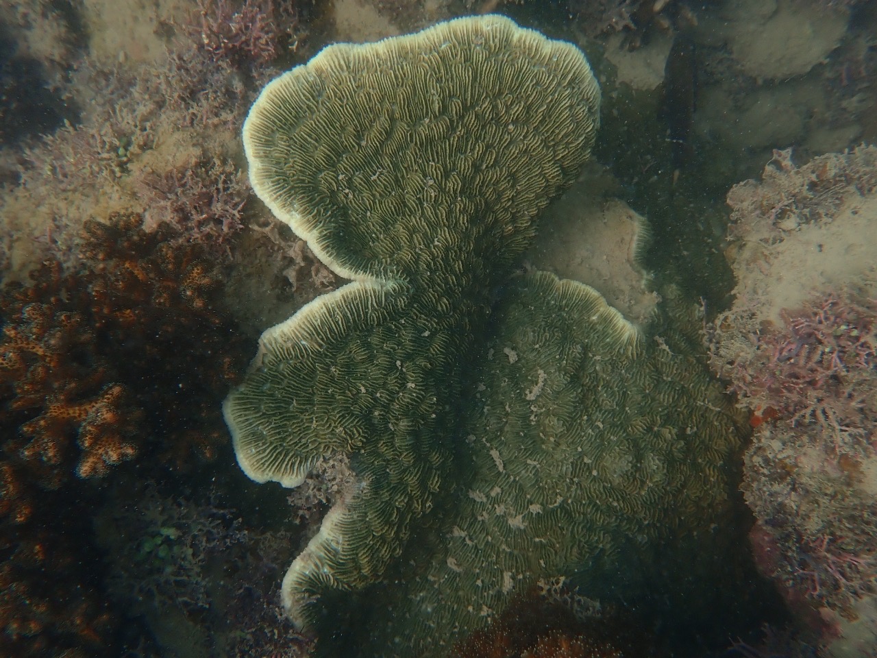 Colony morphology