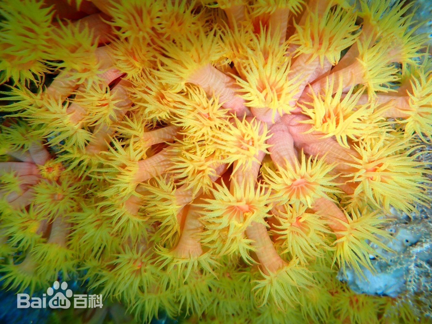 Colony morphology